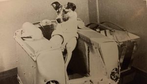 La piccola Laika (Wikimedia Commons foto)
