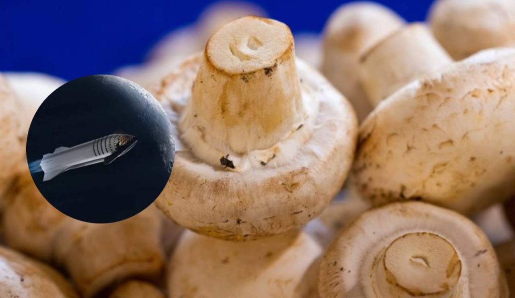 Funghi e spazio (Pixabay foto)