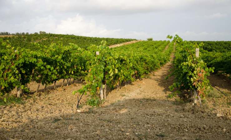 vigneto a Menfi