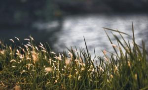 erba su fiume