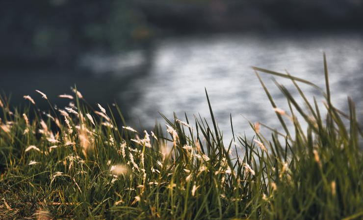 erba su fiume