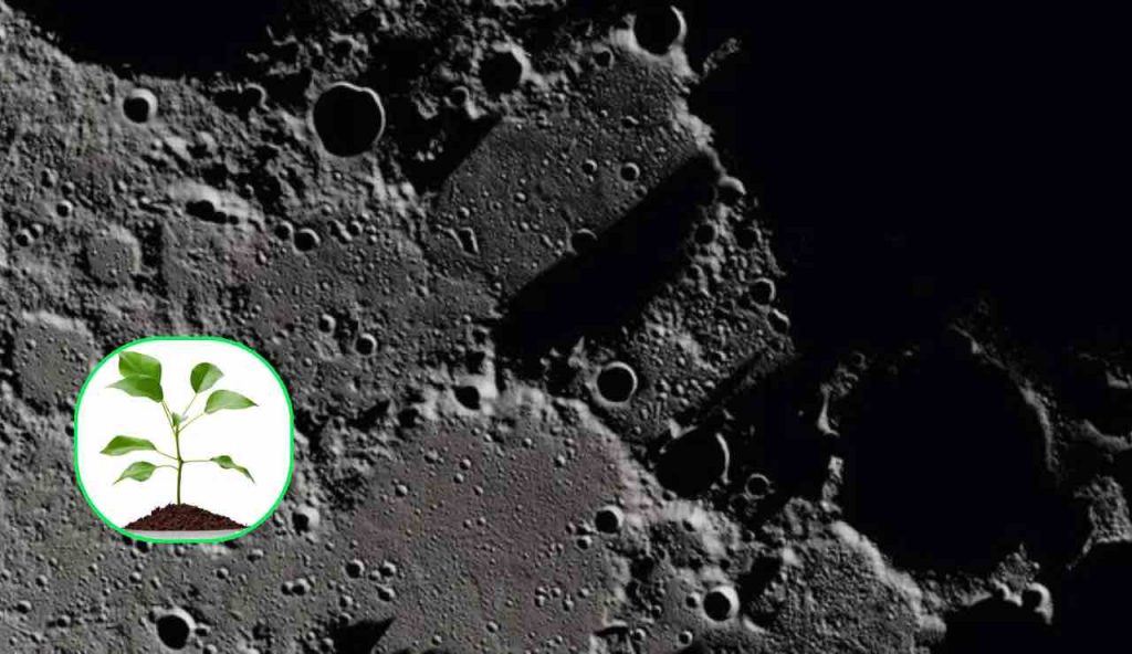 Pianta sulla Luna