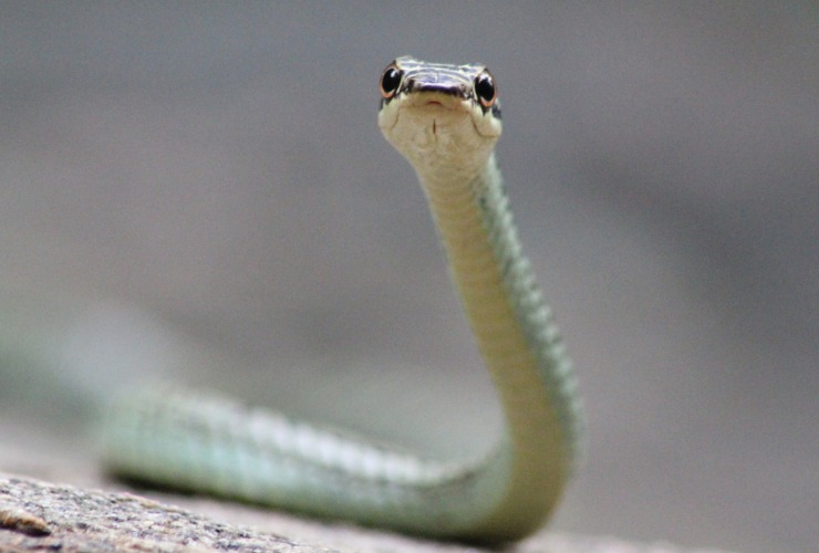 Illustrazione di un serpente (Canva FOTO) - aerospacecue.it