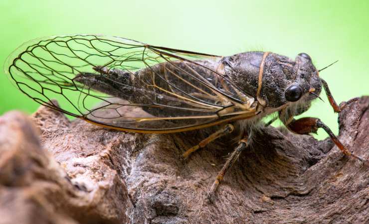 Cicala
