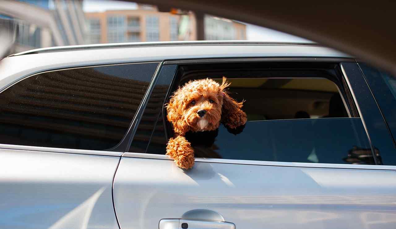 Cane in auto (Pixabay foto) - www.aerospacecue.it