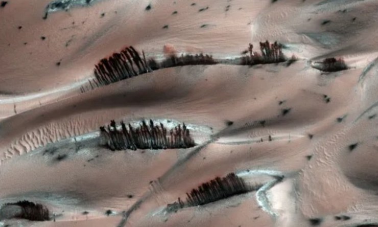 I particolari "alberi" (NASA foto) - www.aerospacecue.it