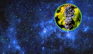 Galassia a grappolo