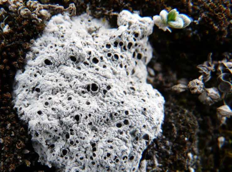 Diploschistes Muscorum