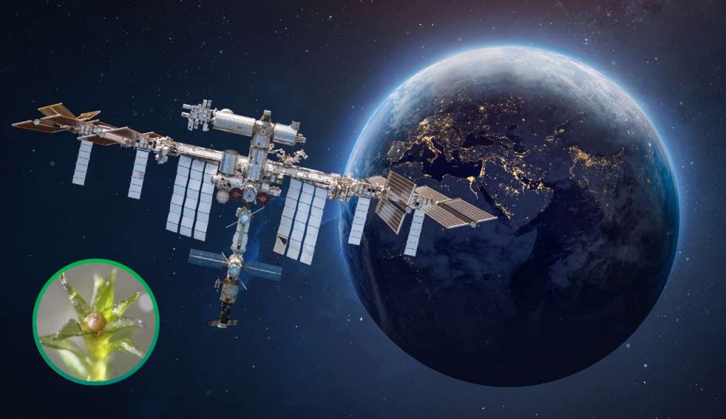 ISS: il muschio torna a germogliare dopo nove mesi fuori dall’atmosfera